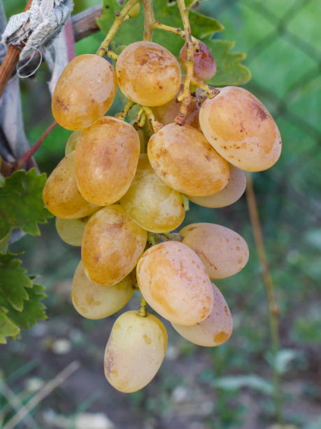 istock Bunch of ripe white grapes on a bush 1302740361