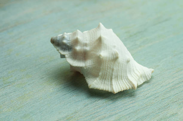 close-up of the white shell of a rock snail, a marine gastropod