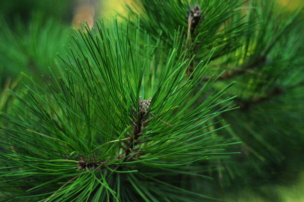 long green needles on conifers many long green succulent needles on a coniferous tree branch, horizontal texture image with soft focus needle plant part stock pictures, royalty-free photos & images