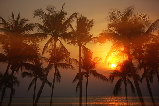 coconut tree on  beach with sun set on sea multi color sky the beauty reflective light on wave pattern nature background