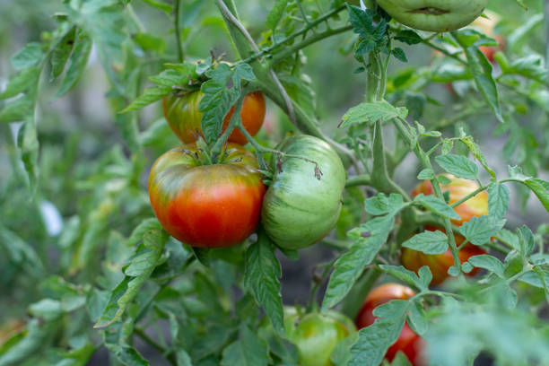 istock Tomatoes growing on bushes in the garden. 1302740658