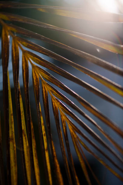 istock Close up golden palm leaf backlit by sun 1302740665