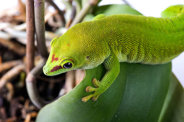 istock Madagascar Day Gecko on White isolated background 1302740793