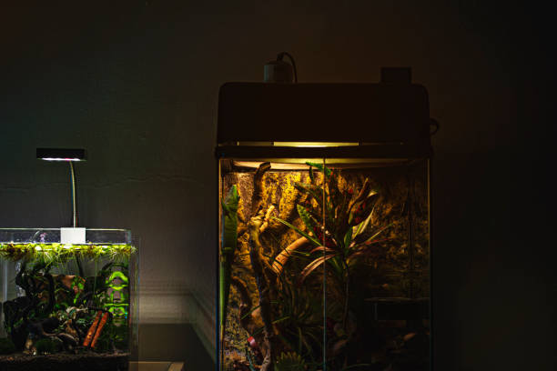 istock Terrarium and Aquarium 1302740801