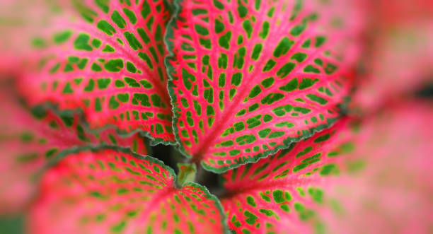 istock plant with red leaves blurred abstract background 1302741524