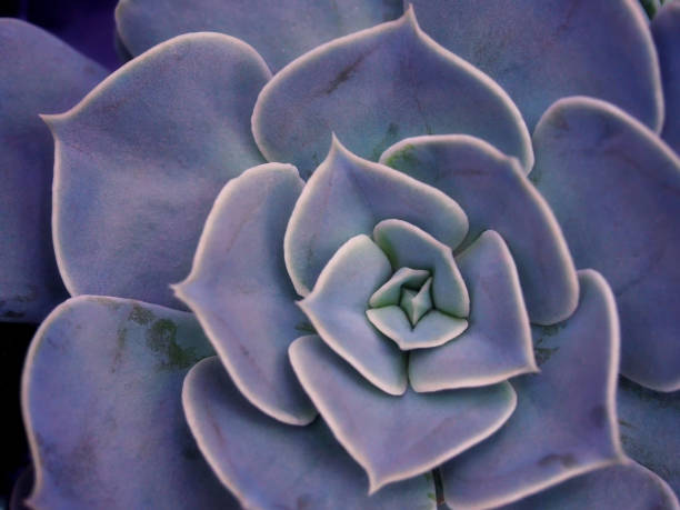 istock great succulent echeveria abstract natural background macrophotography 1302741547