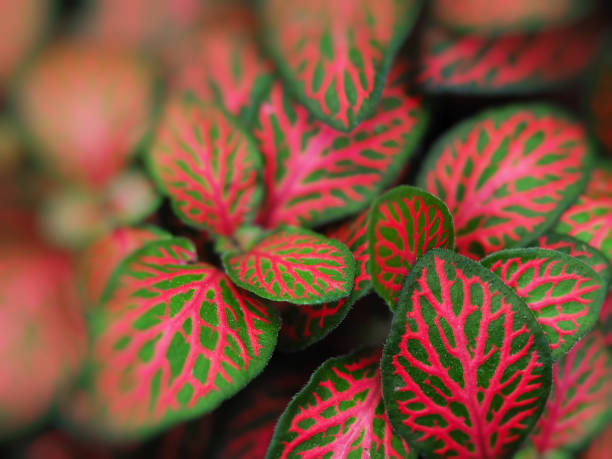 istock plant with red leaves blurred abstract background 1302741562