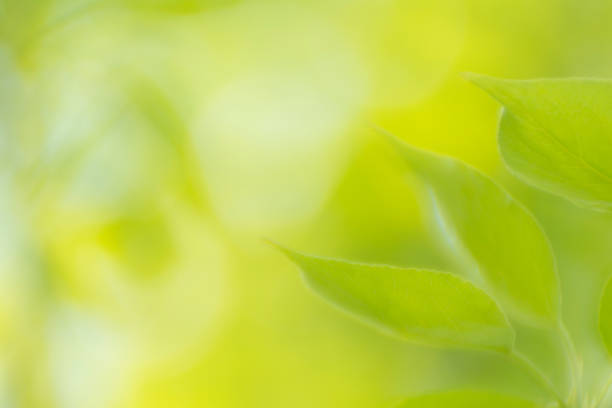 istock Abstract natural background with leaves 1302741870