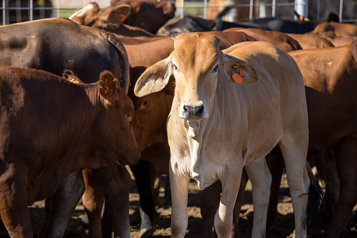 Beef cattle in a feed yard or feed lot