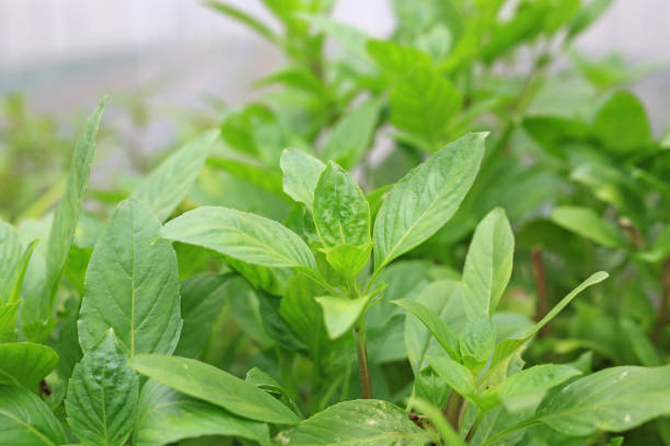 istock Thai sweet green basil tree in plantation. 1302742972