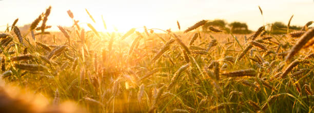 concept de récolte riche. beau paysage de coucher du soleil de champ agricole. fond rural de paysage de nature des oreilles mûrissantes du blé de pré. - summer cereal plant sunlight sun photos et images de collection