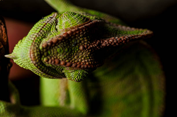 istock Veiled Chameleon close up portrait on black background 1302745157