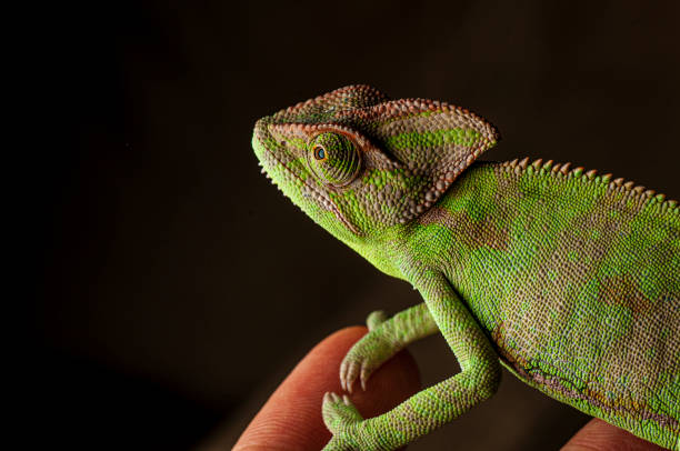 istock Veiled Chameleon close up portrait on black background 1302745161