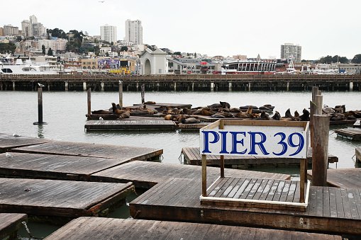 Seals basking on a pier in San Francisco, California, USA, enjoying the sun and sea breeze.