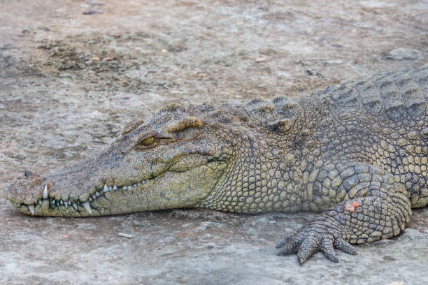 istock Head of crocodile 1302746157
