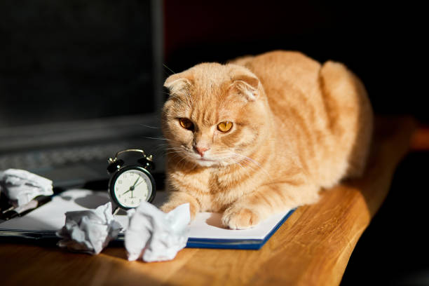istock Funny playfull cat lying on office desk in sunlight, home workplace 1302746953