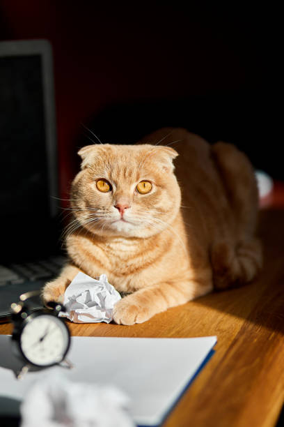 istock Funny playfull cat lying on office desk in sunlight, home workplace 1302746960