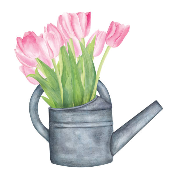 ilustrações, clipart, desenhos animados e ícones de buquê de aquarela de flores de tulipa rosa em lata velha. - day may lawn leaf