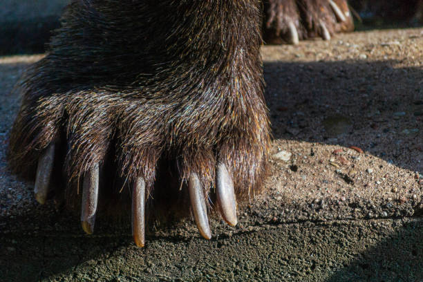istock Brown bear paw closeup photo 1302748082