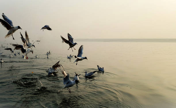 istock Seagulls enjoying in the morning in Ganges river 1302748300