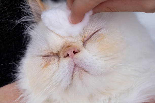 istock cat with eye care 1302749339
