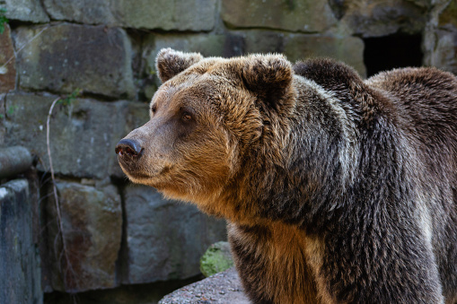 Brown bear (Ursus arctos) closeup portrait