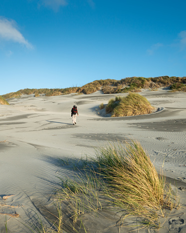 A man walking on the sandy beach with strong wind blowing the tussock grass. Vertical format.