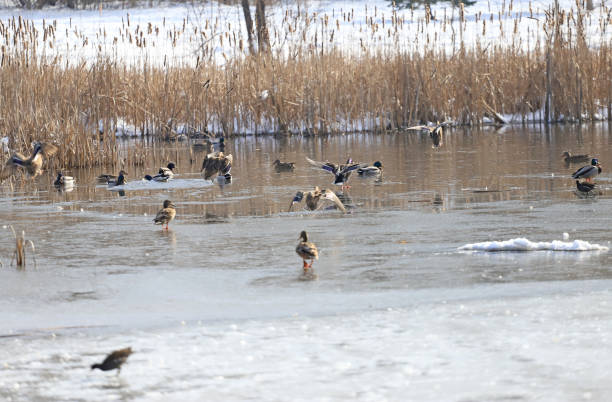 istock Young Mallard ducks and moorhens are having fun on icy water 1302751380