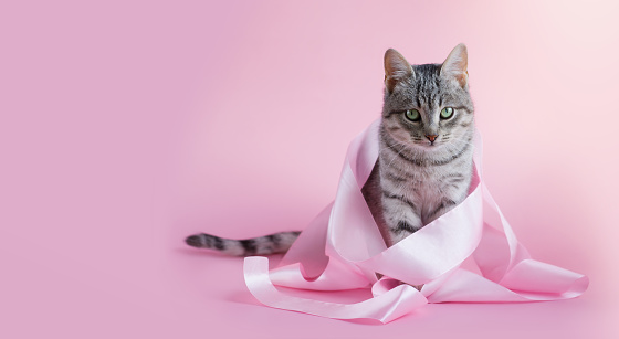 A gray purebred small cat in a pink satin ribbon sits on a pink background. Place for text
