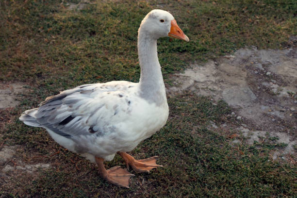 istock Gray geese in the garden. 1302753261