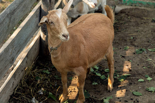 istock Domestic goats in the pen. 1302753324