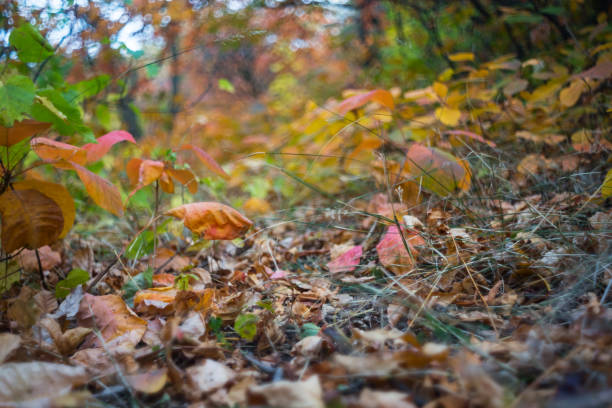 closeup dry autumn leaves in a forest