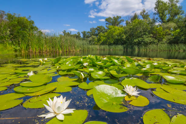 istock beautiful summer lake with lilies 1302754334