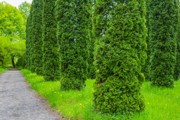istock beautiful green park landscape 1302754426