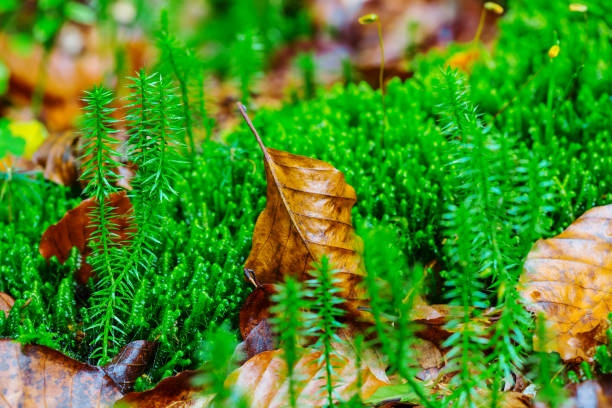 istock closeup green moss in a forest 1302754514