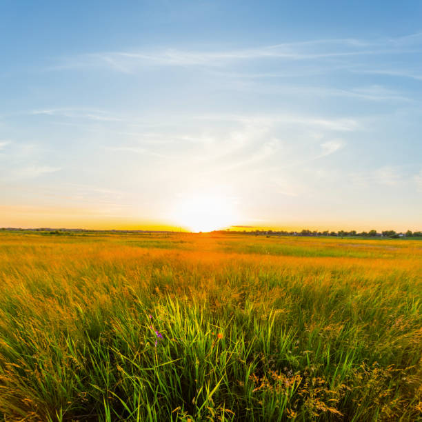 istock summer field scene at the sunset 1302754661