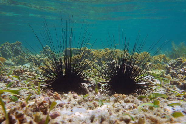 Long spined sea urchins Diadema antillarum Underwater two long spined sea urchins, Diadema antillarum, on the seabed in the Caribbean sea sea urchin stock pictures, royalty-free photos & images