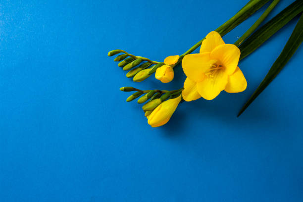 istock Plain blue background and yellow freesia flowers 1302758202