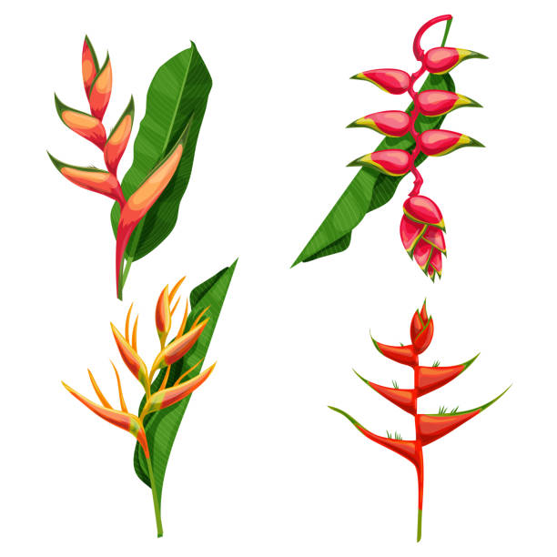 ilustraciones, imágenes clip art, dibujos animados e iconos de stock de diferentes tipos de flores tropicales heliconia. heliconia bihai, rostrata y otros. floral tropical floreciente. para invitaciones de boda y tarjetas de felicitación. ilustraciones vectoriales. - tropical flower heliconia tropical climate flower