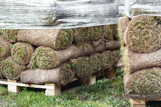 istock many green roll lawn. laying new lawn 1302759037