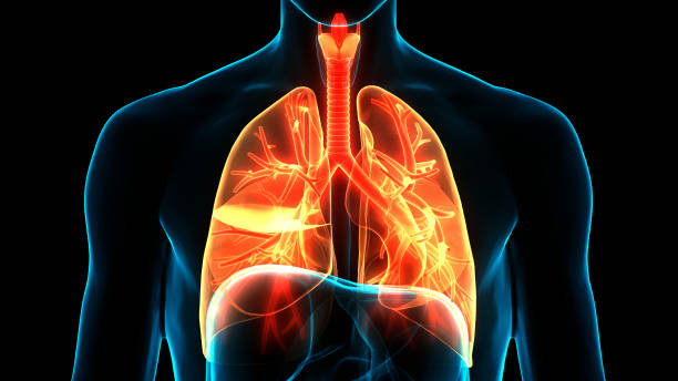 istock Human respiratory System Lungs Anatomy 1302760457