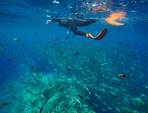 Man snorkeling in Mediterranean sea with many fish underwater, Pyrenees-Orientales, Occitanie, France