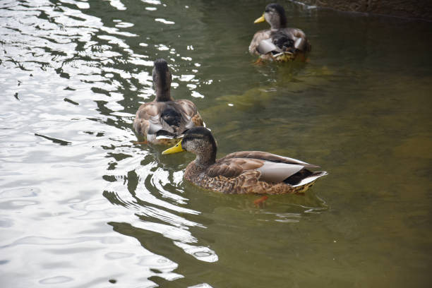 istock Mallard Ducks swimming in the river in summer time 1302761827