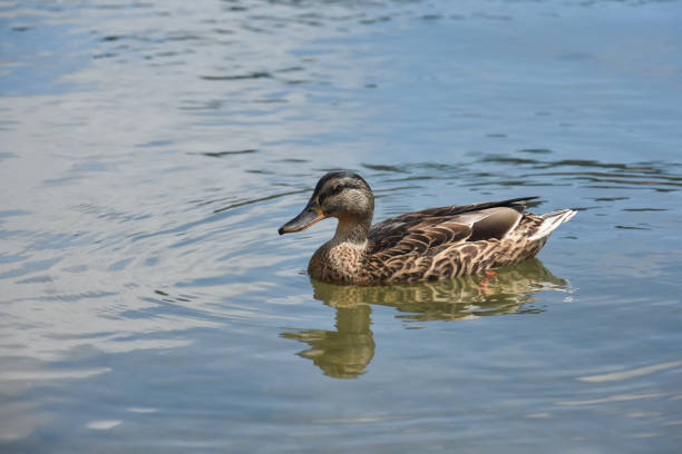 istock Mallard Ducks swimming in the river in summer time 1302761919