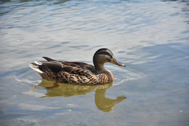 istock Mallard Ducks swimming in the river in summer time 1302761920