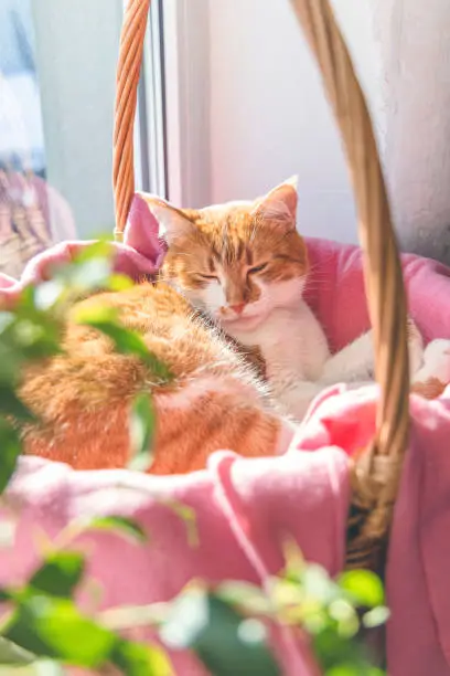 Morning sunlight on the sleeping red cat. Cute funny red-white cat on the windowsill in basket with pink blanket, close up.