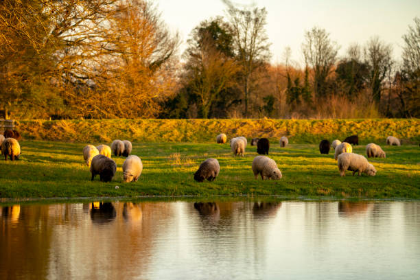 Merino sheep on a Cambridgeshire farm with the setting winter sun behind them.