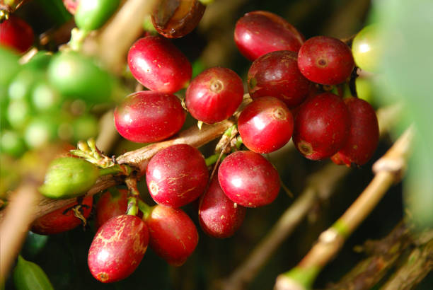 istock The beauty of red coffee cherries on tree 1302762897