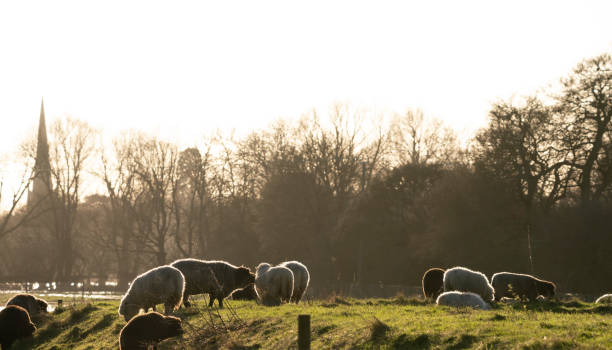 Merino sheep on a Cambridgeshire farm Merino sheep on a Cambridgeshire farm with the setting winter sun behind them. cambridgeshire stock pictures, royalty-free photos & images