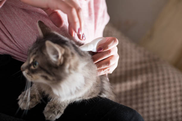 istock Flea remedy for cat. Prevent a flea infection 1302764399